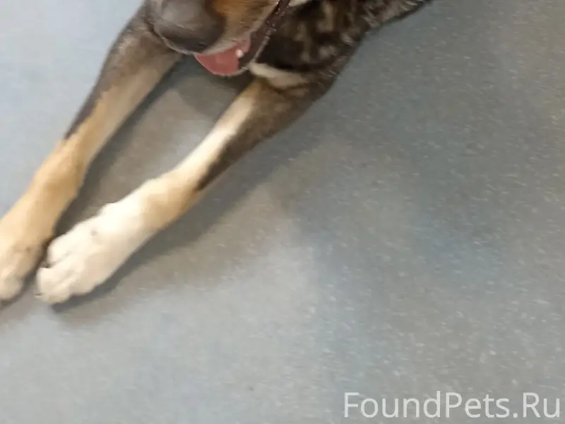 Пропал пёс Арчи, Дмитров/Яхрома