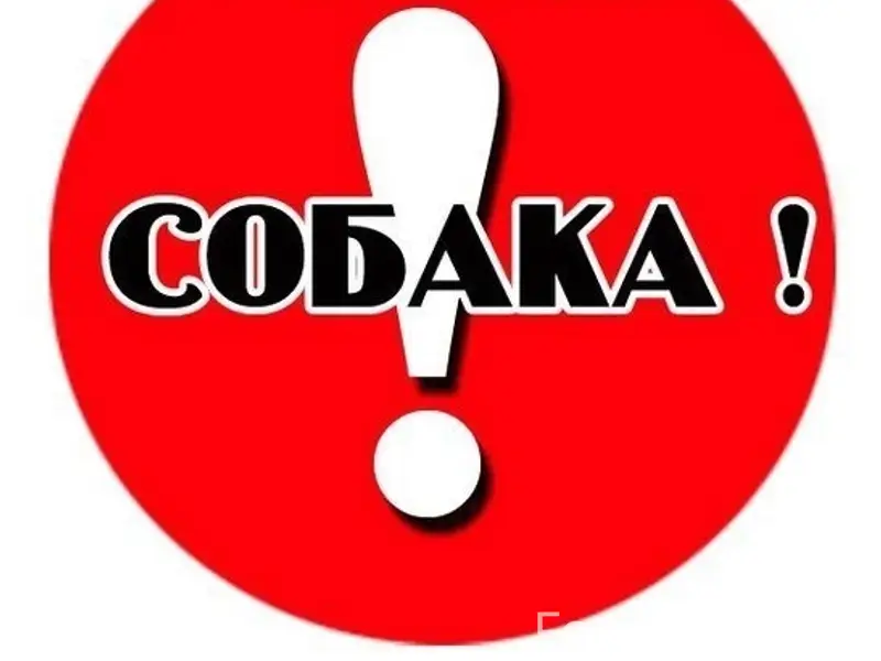 Пропала пекинес Буся, Жиркомбинат