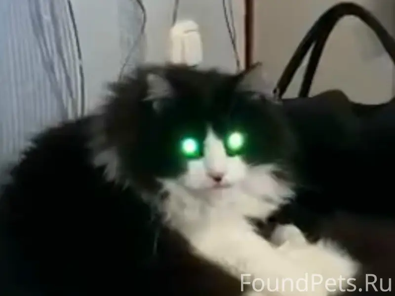 Пропал кот Тиша, улица Уральская