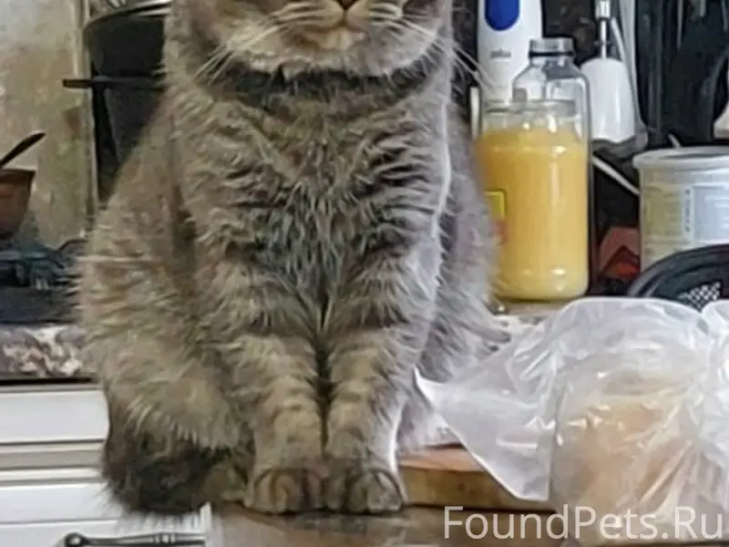 Пропал кот Амур