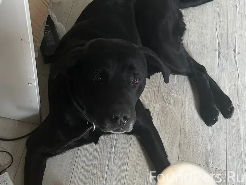Пропал лабрадор, Фокинский район