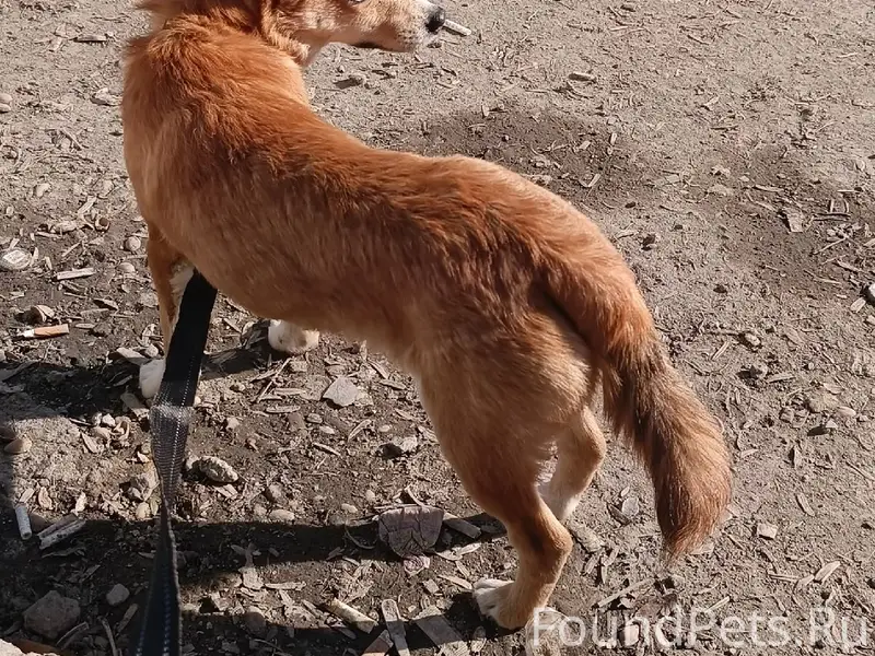 Найденна собака, Долгодеревенское