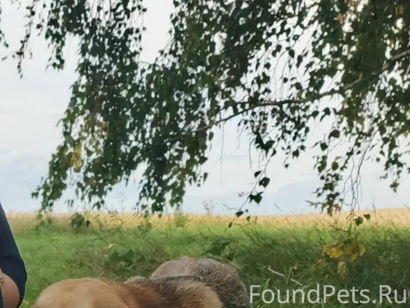 Пропали две собаки, звоните 89504347361