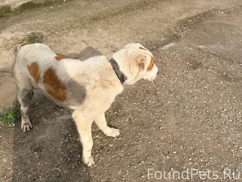 Найден пёс, в ошейнике