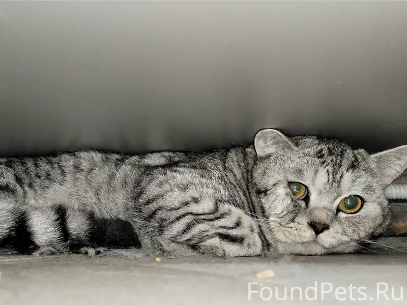 Найдена кошка, Карельский бульвар