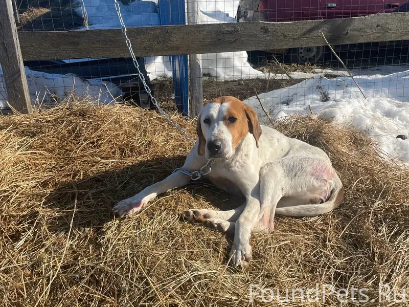Найден охотничий пёс, Высокогорский район