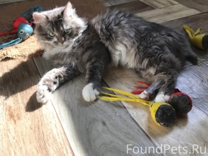 Пропал кот Лукас, Смоленская и Некрасовская улицы