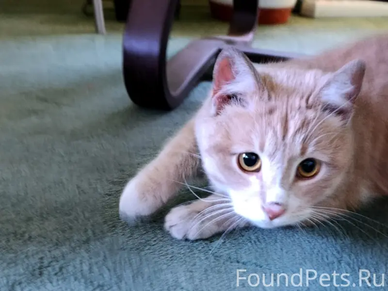 Найден рыжий кот, рядом с железной дорогой