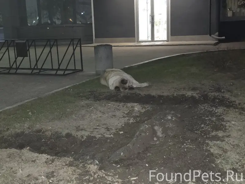 Найденна большая пушистая собака, улица Разина