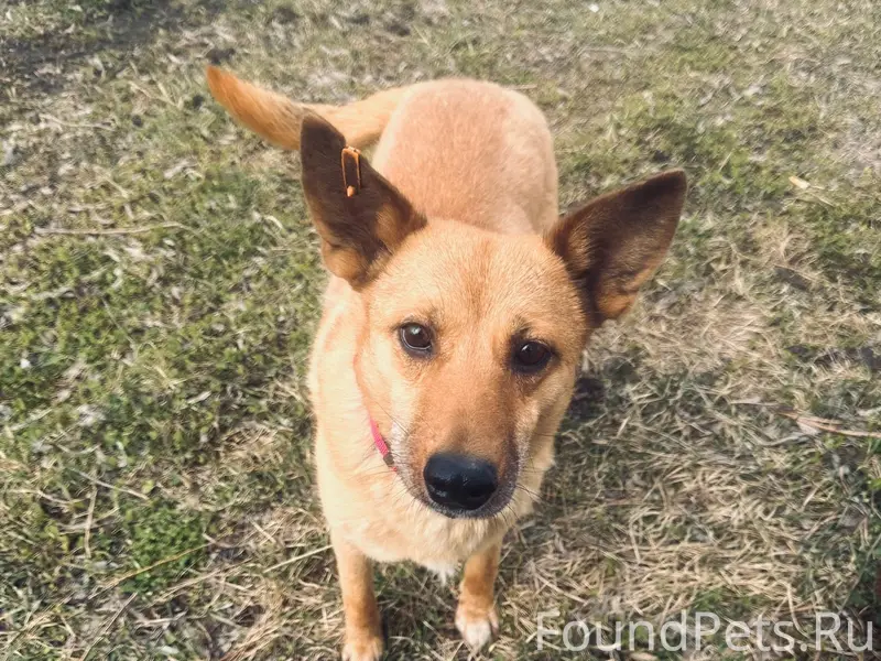 Пропала собака Маша, улица 3-я Комсомольская