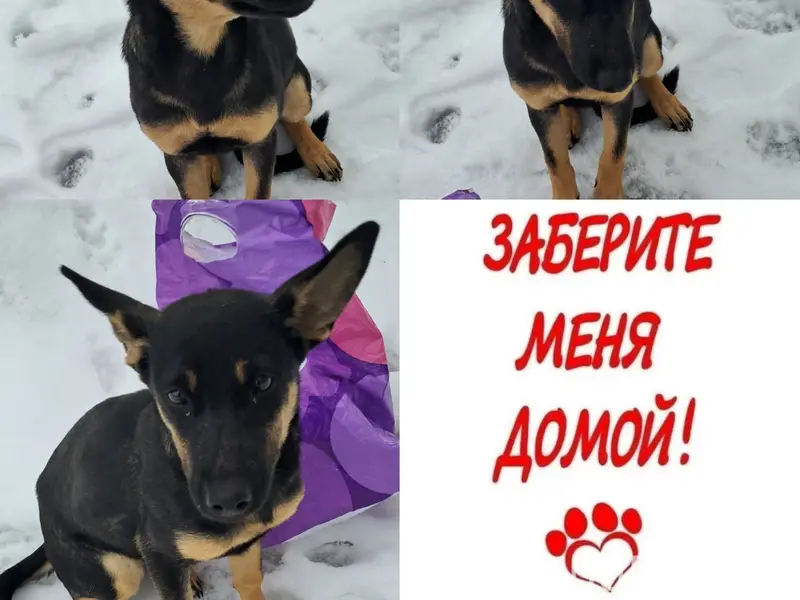 Найден щенок девочка, Воронеж, улица Волгоградская