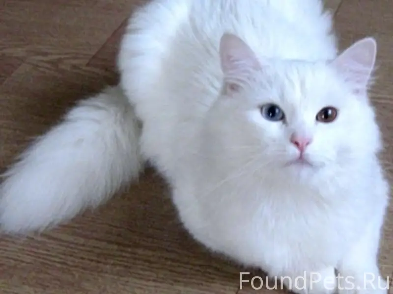 Найдена кошка с разными глазами, Пролетарская