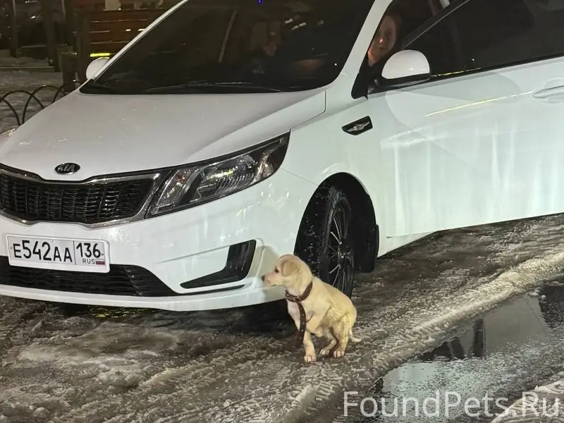 Найден щенок, район машмета