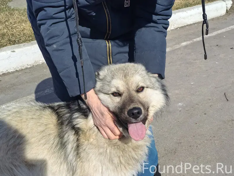 Найден щенок, среднего размера, ласковый