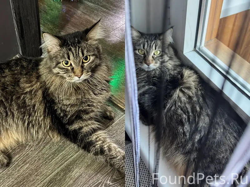 Пропала кошка Буся, улица Коммунаров, 226