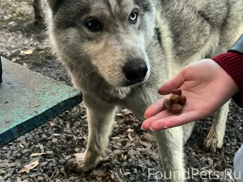 Найден пёс, территория ЧЭМК