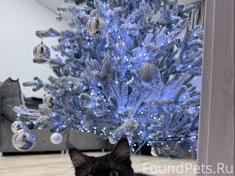 Пропала мейн-кун Пират, улица Металлургов