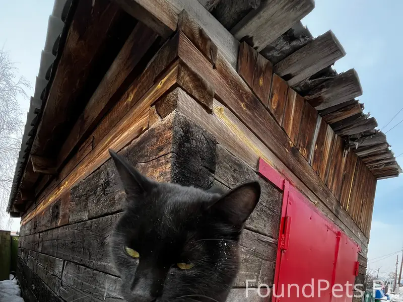 Найден чёрный кот, место не указано