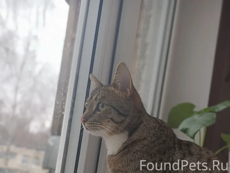 Пропал кот Томас, улица Керамическая