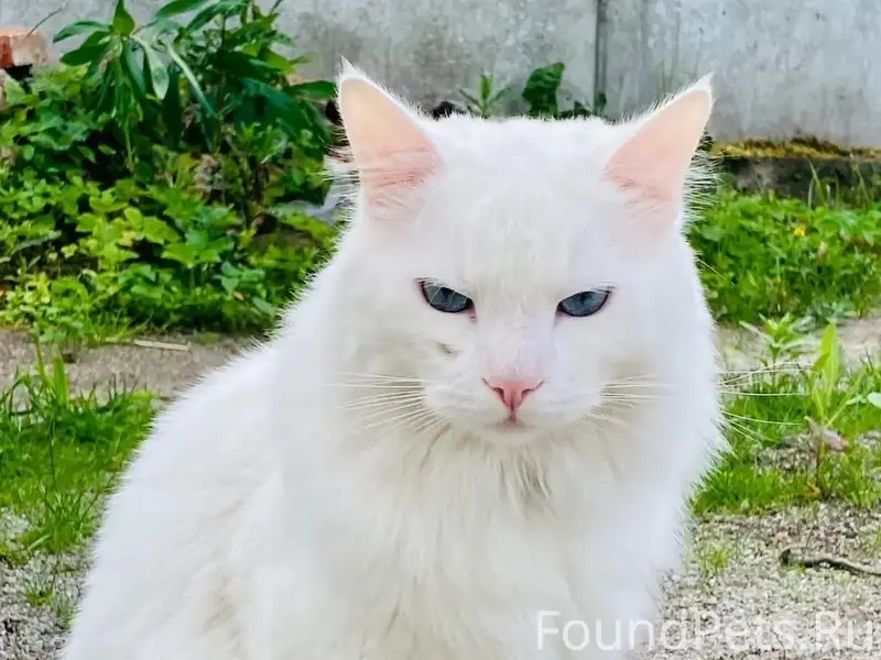 Пропал белый кот, улица Экскаваторная, снт Победа