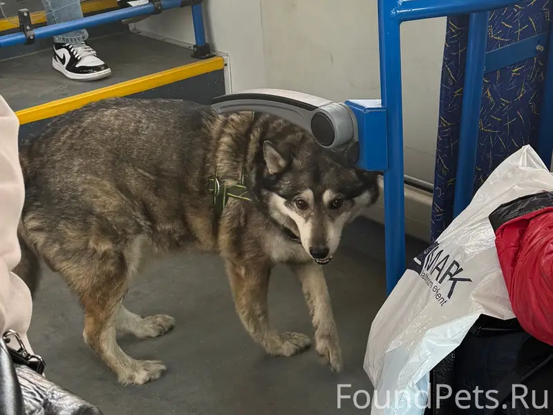 Пропала собака, район Скульптора Головницкого