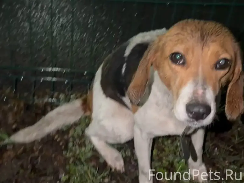 Найден бигль, без клички