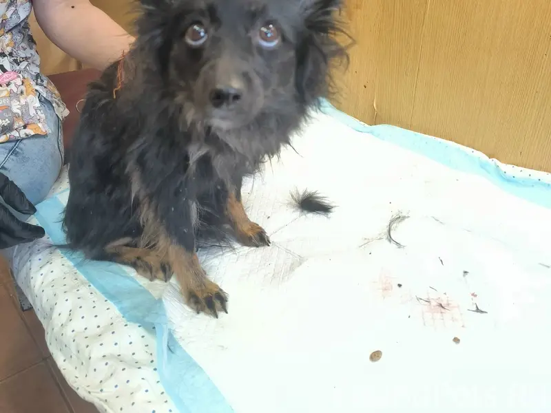 Найден щенок, район Протека