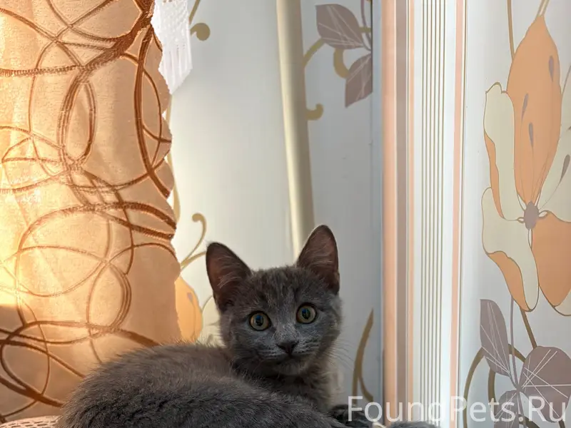 Пропал котёнок, серый окрас, ул. 8 марта