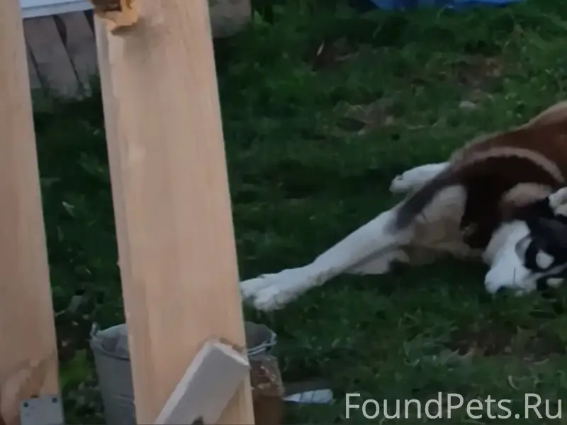 Пропал пёс, Жуков