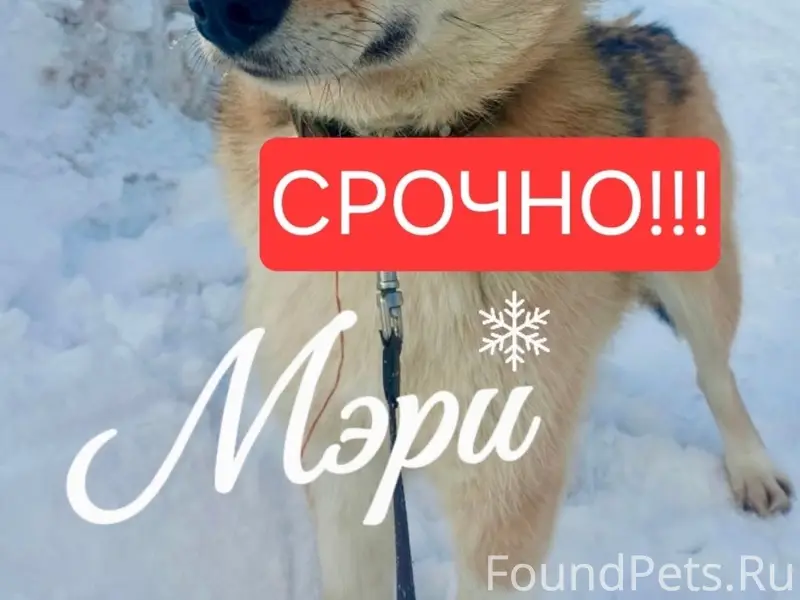 Пропала собака Мэри, г. Новодвинск