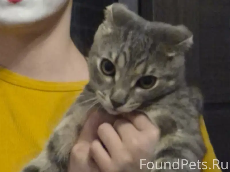 Пропал вислоухий кот, район Ленский