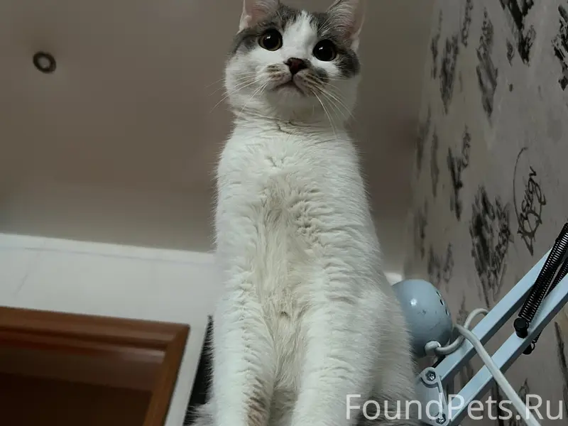 Пропал кот, рабочий посёлок