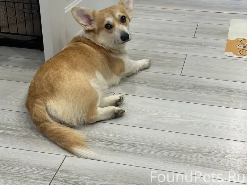Пропала корги Юна