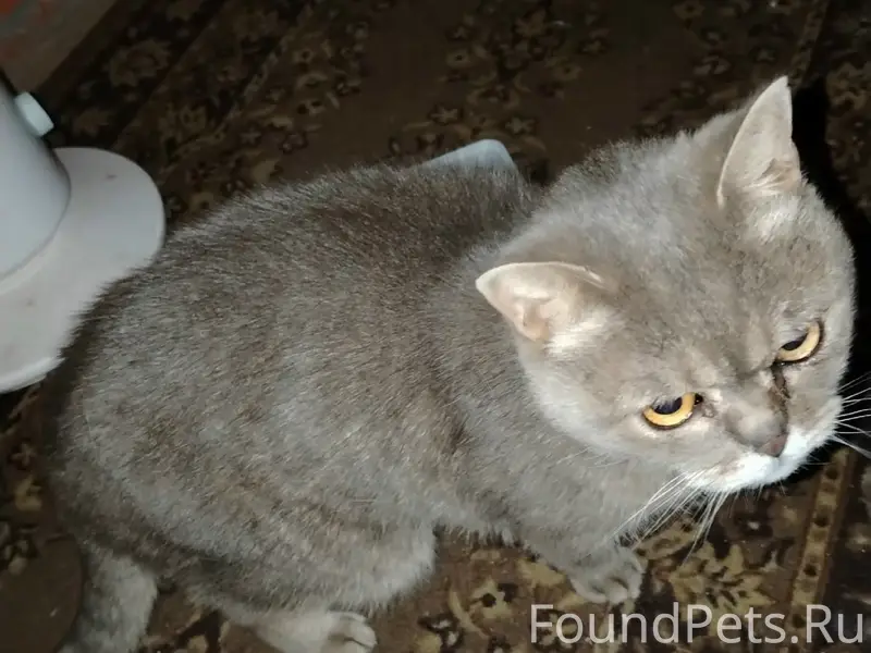 Найден кот, ул. Клубная