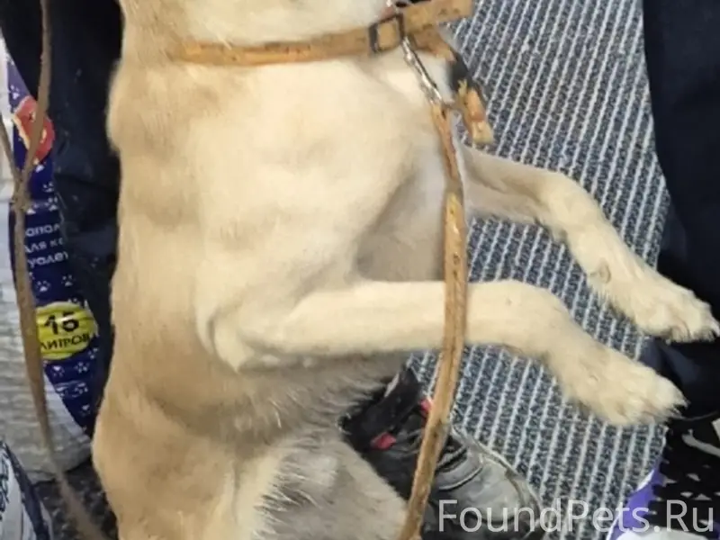 Найден тип собака, Яйва, улица Парковая