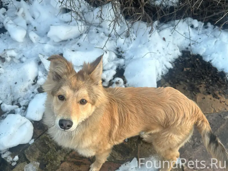 Найден тип собака, с. Большая Ельня
