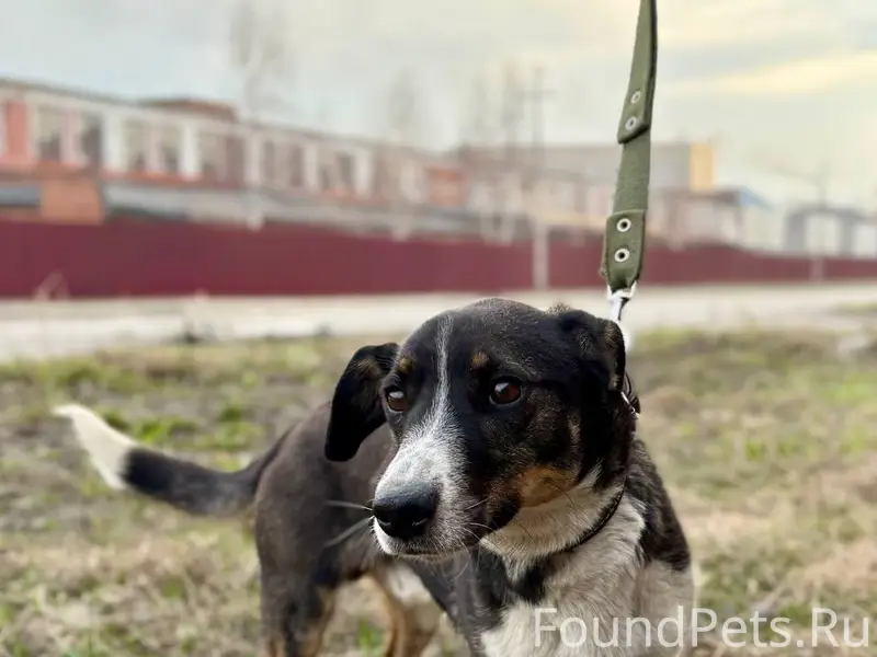 Найден молодой пёс, трасса Бийск — Барнаул