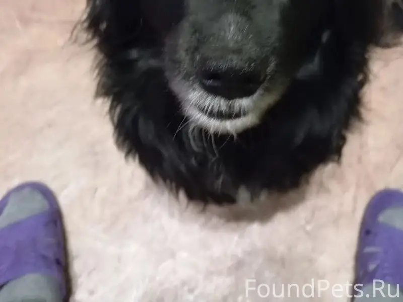 Пропала собака Жужа, Николаева/Дары Ямала