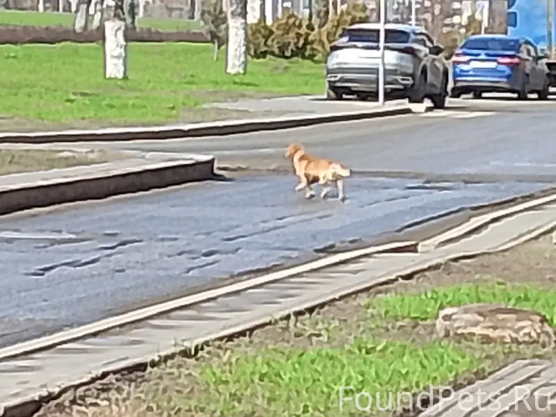 Найден пёс в ошейнике, Мехзавод, 10 квартал