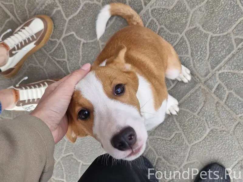 Найден щенок, микрорайон Десноград