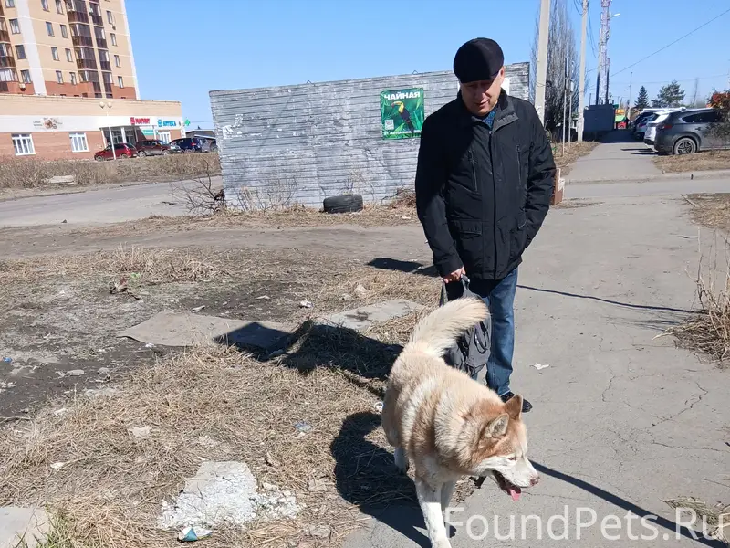 Найден хаски, Омск, район Амур-2