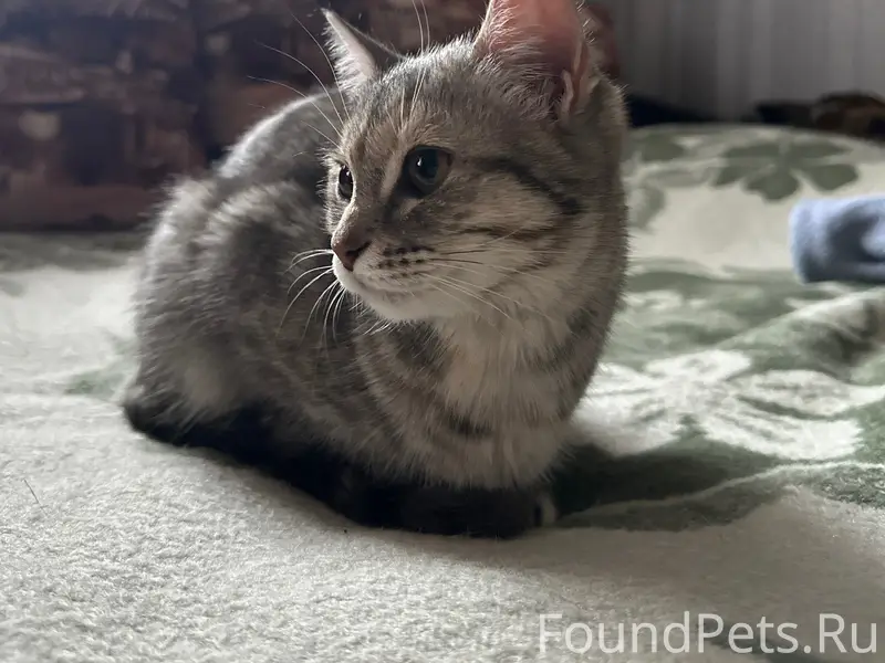 Найдена кошка, район школы 1