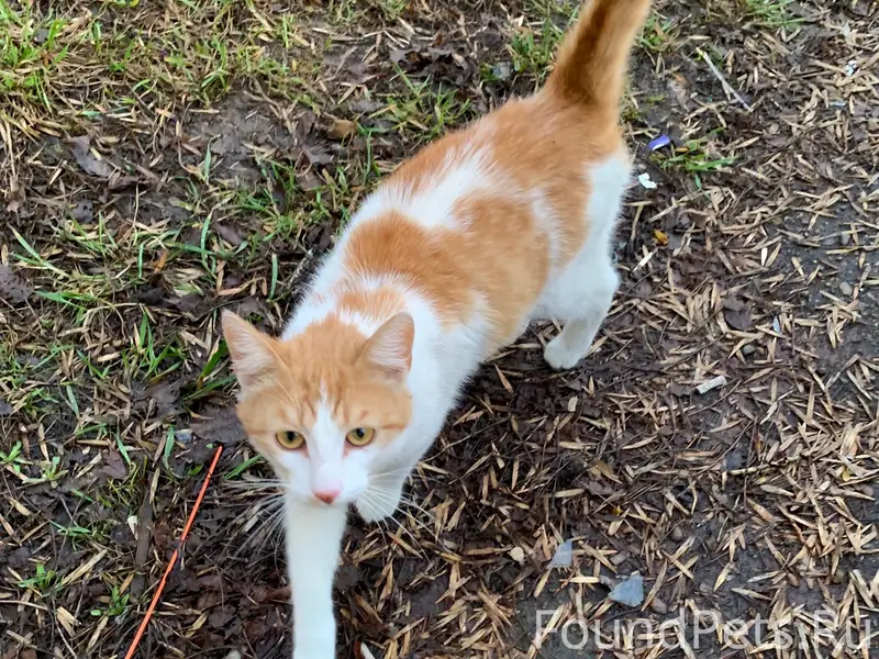 Найдены кошки, ул. Вологодская