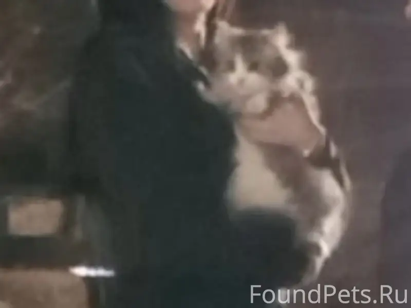 Пропала кошка, Центр