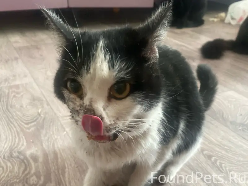 Найдена кошка, Сельмаш