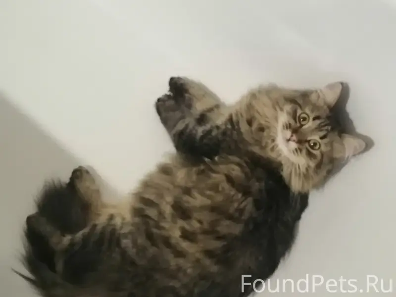 Пропала домашняя кошка Софа, центральный район