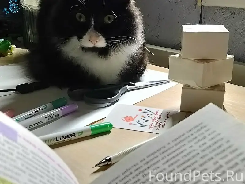 Пропал кот Кот или Котофей, ул. Физкультурников