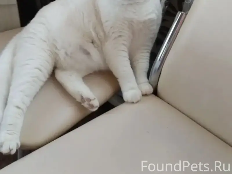 Пропала кошка Малявка, улица Солнечная 35