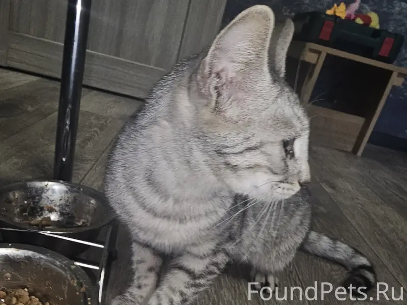 Найдена кошка, Кировский район