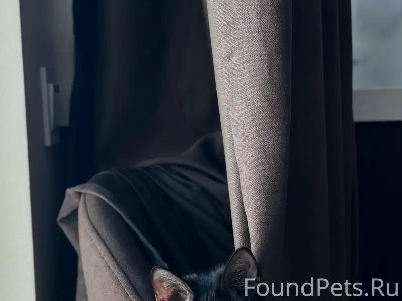 Пропала кошка Пума, Горные Морины